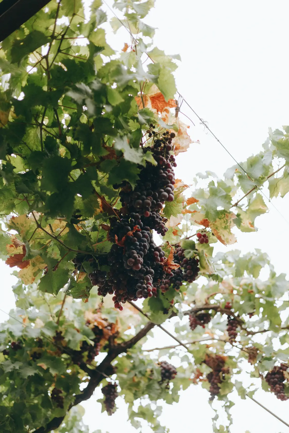 Alexus and Greg 10 Douro Valley Wedding – Flowers